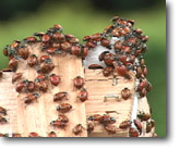 12-7-30-HelperBugs.jpg
