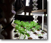 4-1-12-ThePlant.jpg