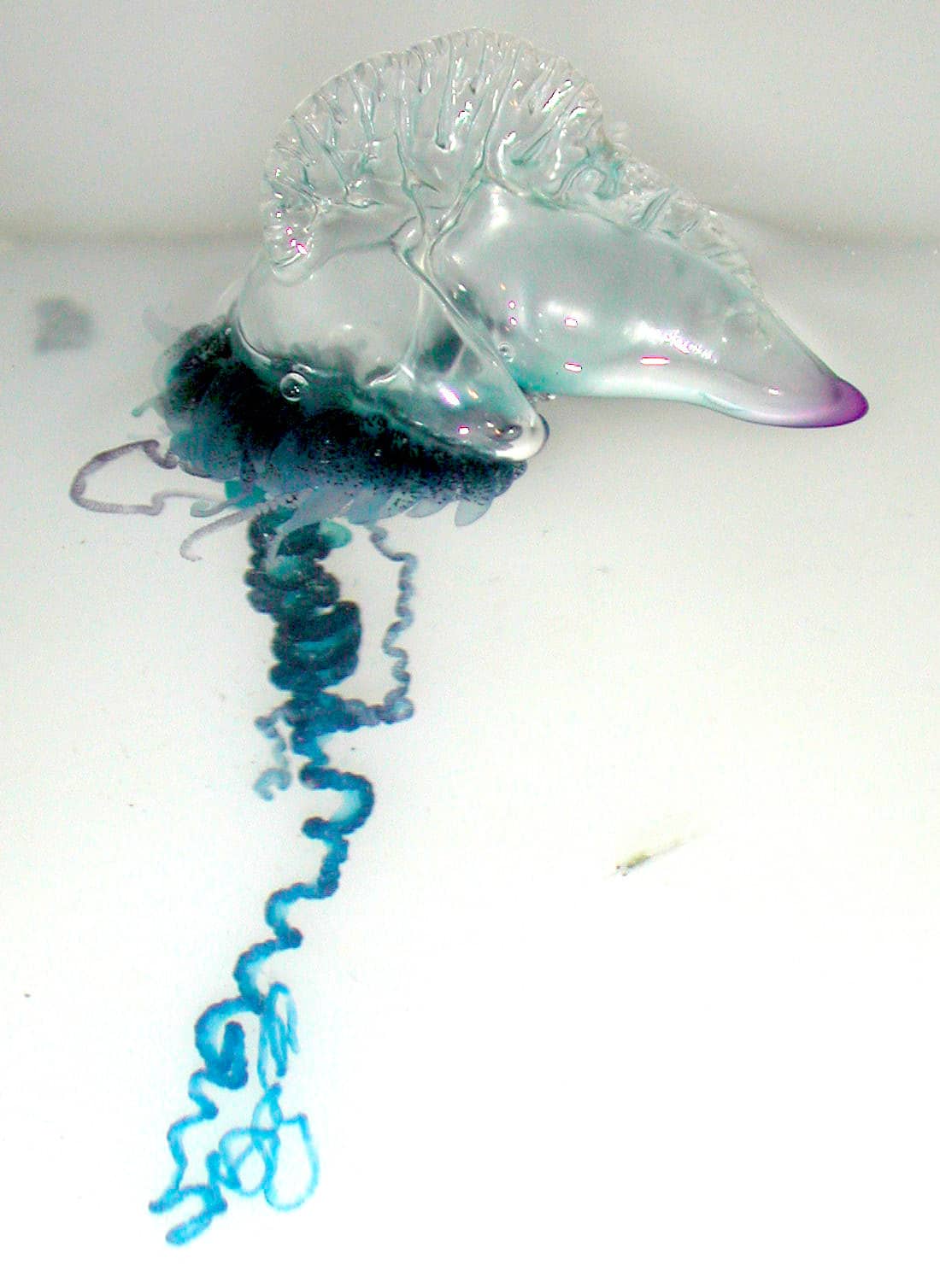 560px-Portuguese_Man-O-War_Physalia_physalis.jpg