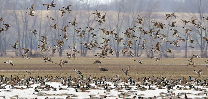 MixedDucks.jpg