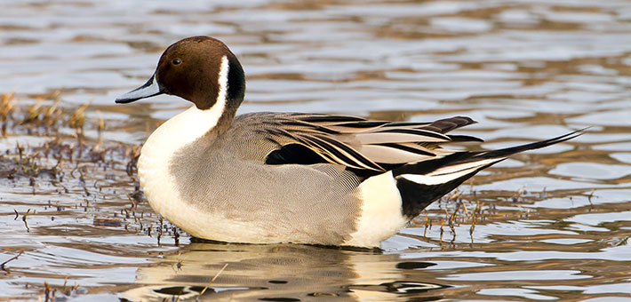 NorthernPintail.jpg