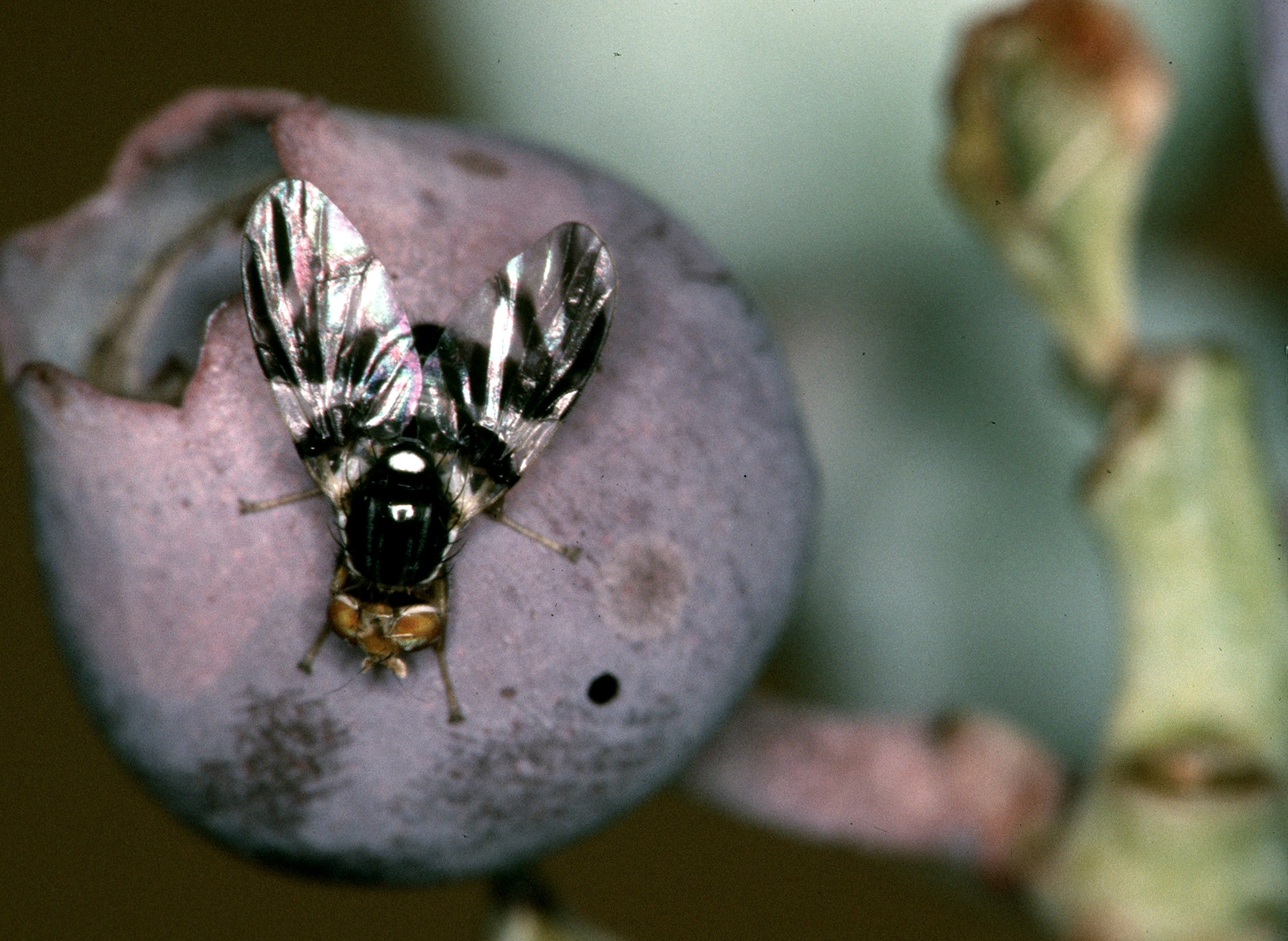 agriculture-fruit-insects-invasive-blueberrymaggotfly-adult.jpg