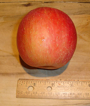 evercrisp-apple-size.png