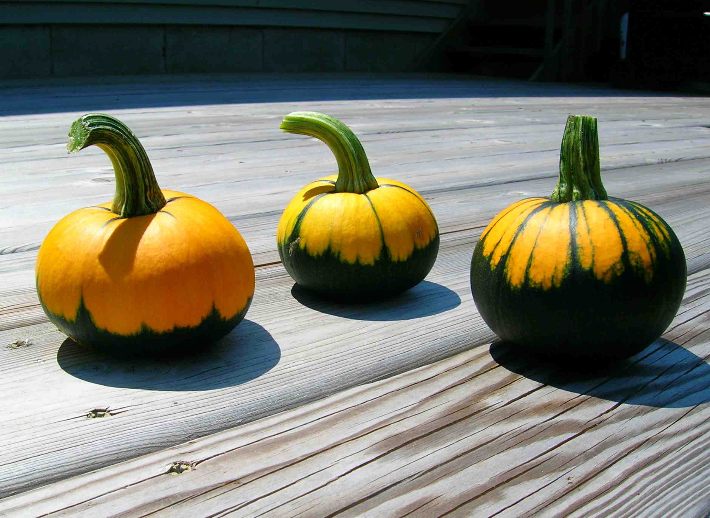 gardening-autumn-harvest-produce-pumpkins.jpg