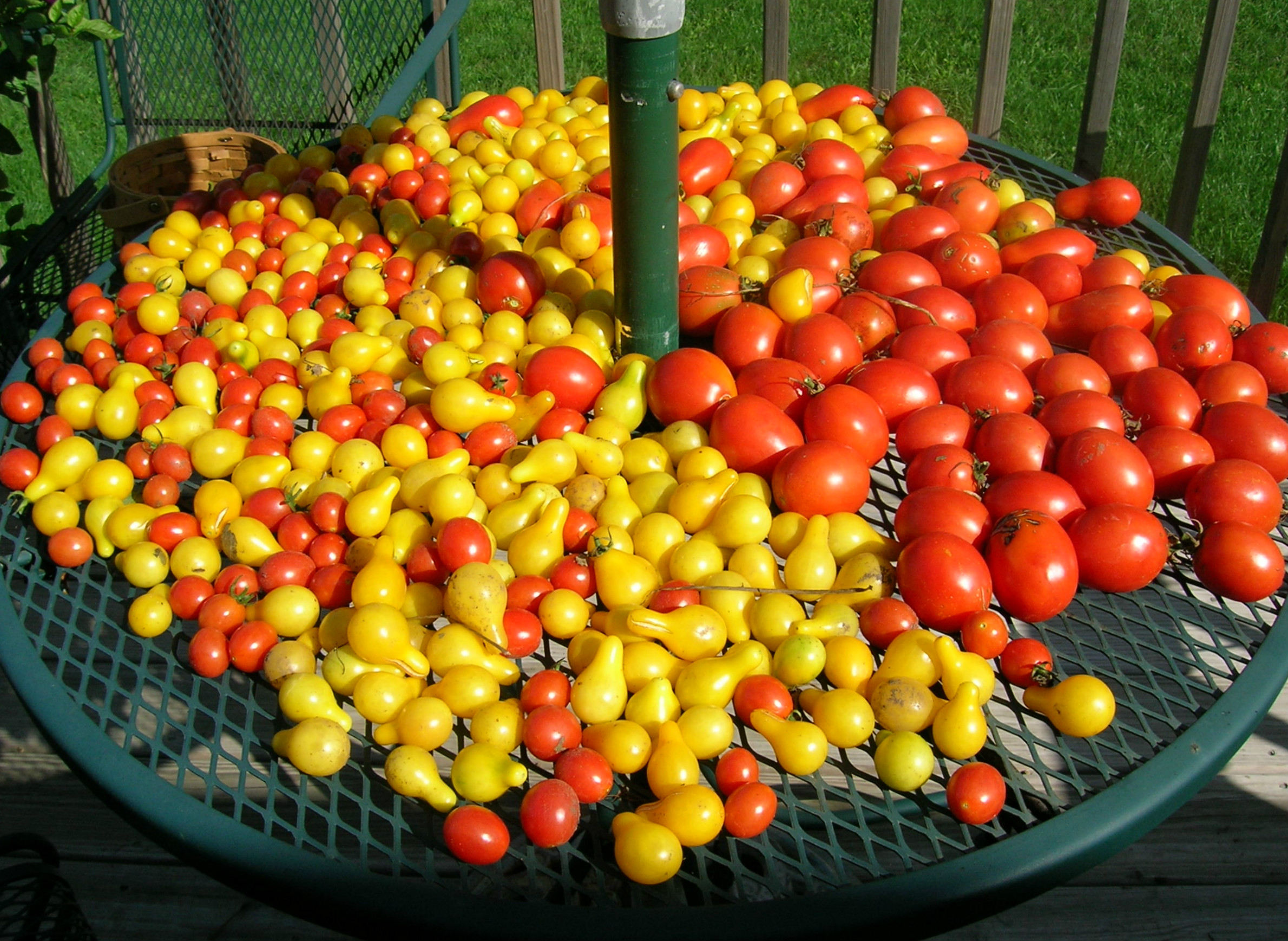 gardening-autumn-harvest-produce-tomatoes.jpg