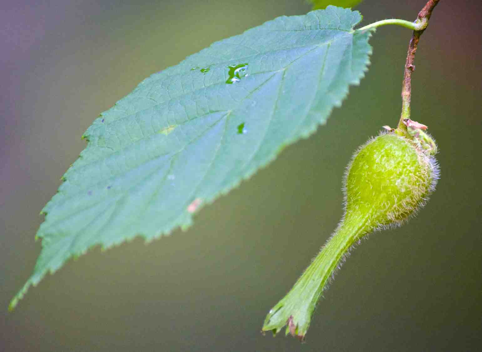 gardening-autumn-treenuts-americanhazelnut.jpg