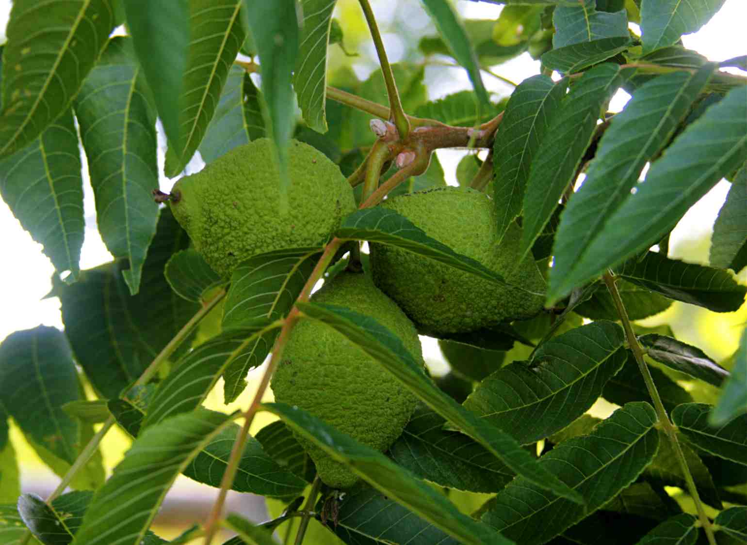 gardening-autumn-treenuts-blackwalnut.jpg