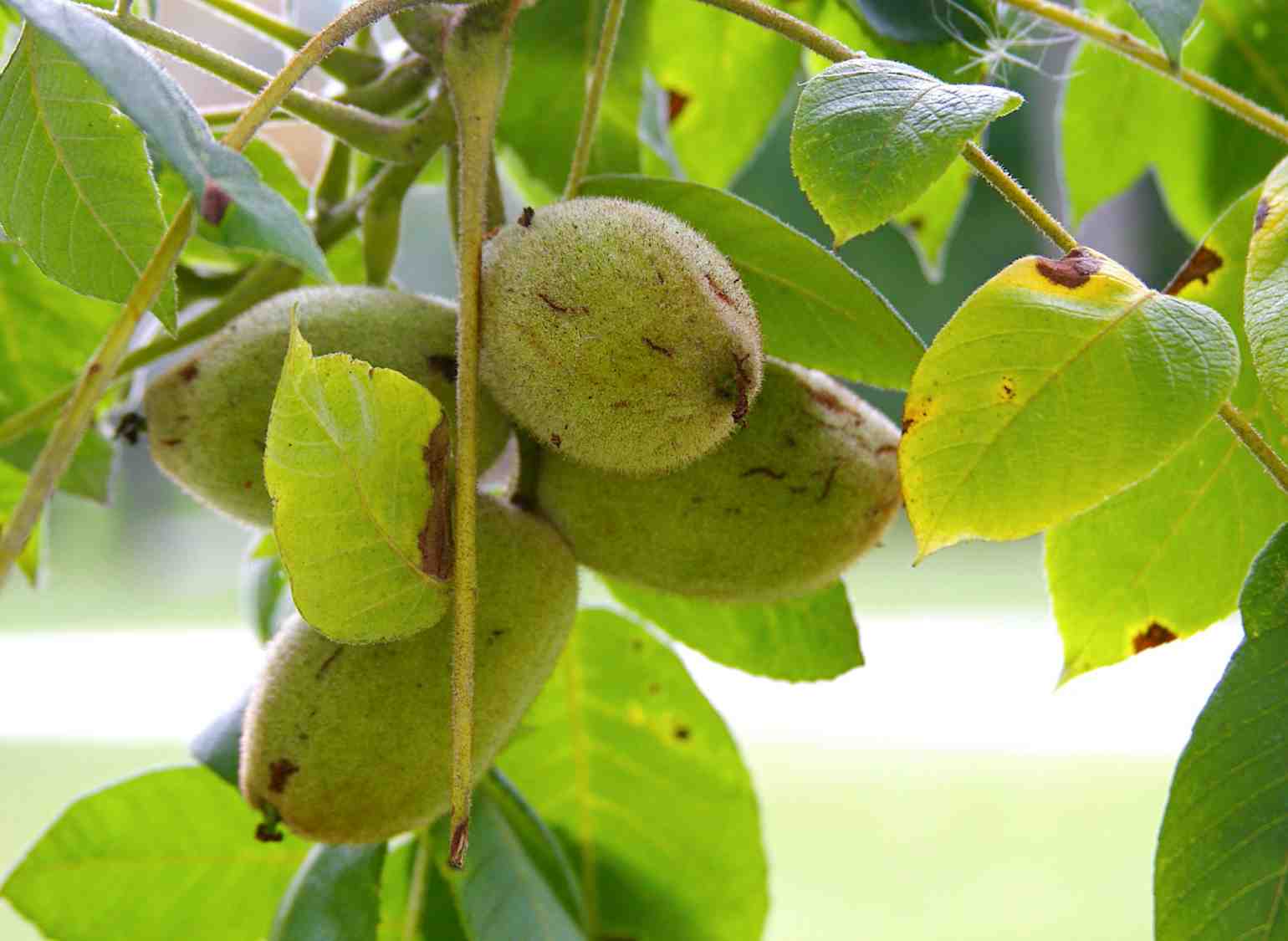 gardening-autumn-treenuts-butternut.jpg
