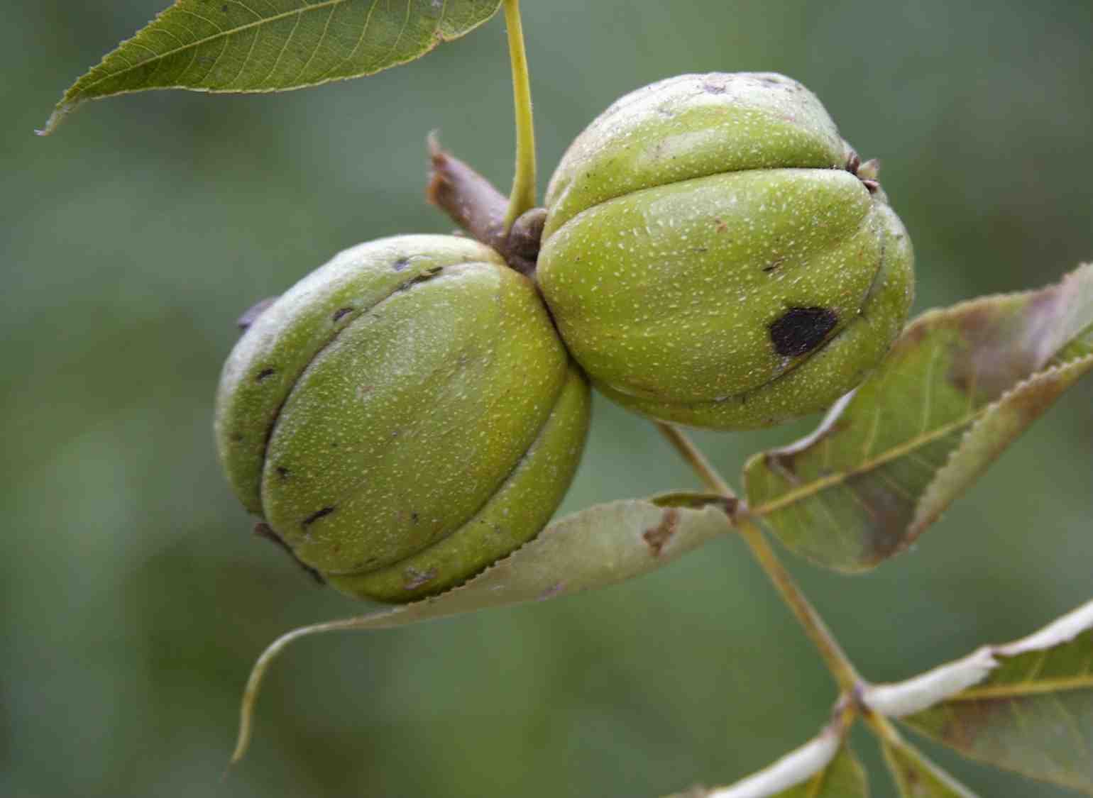 gardening-autumn-treenuts-shagbarkhickorynut.jpg