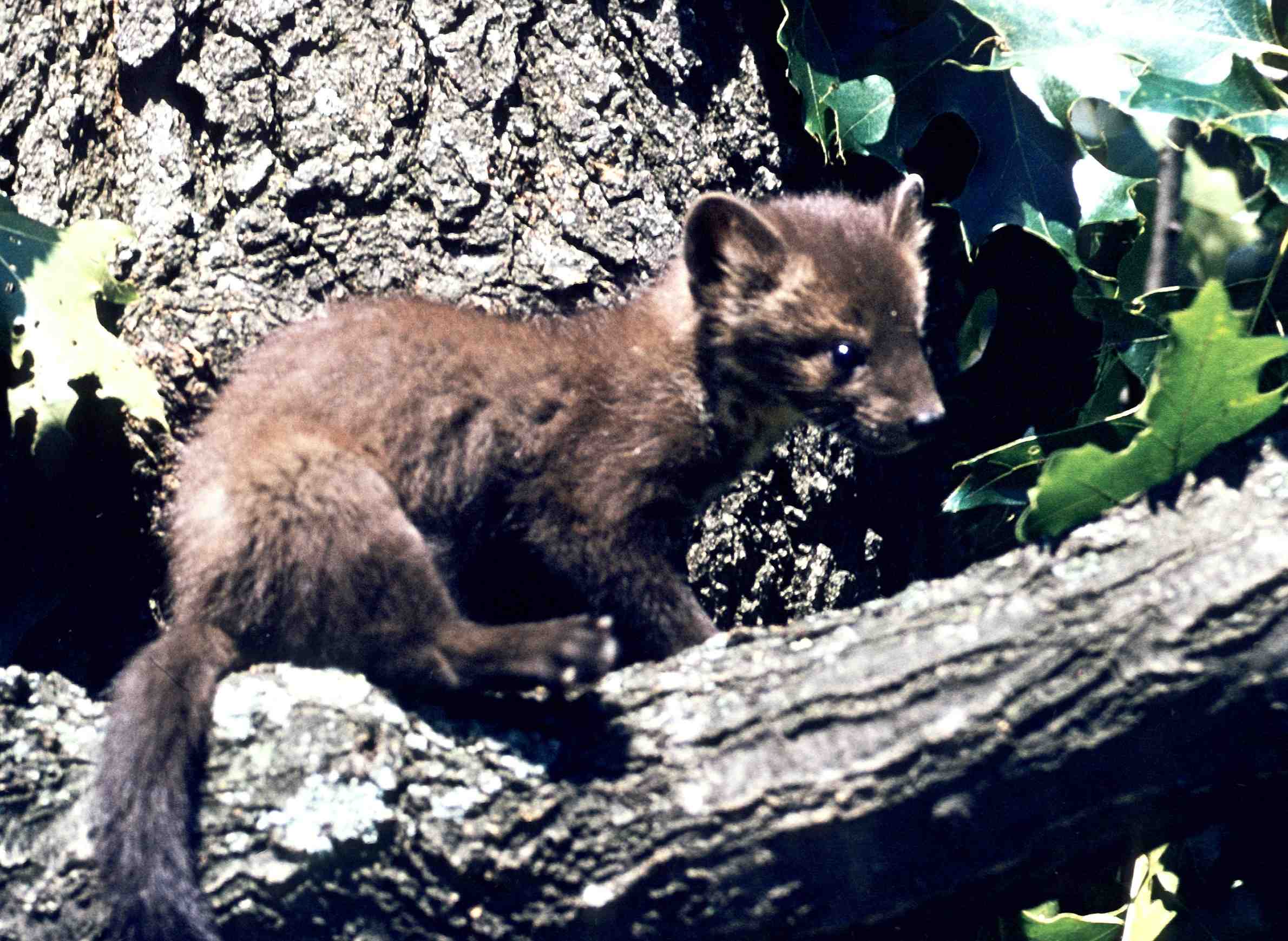 greatlakesecho-animals-endangered-augmentation-americanmarten.jpg