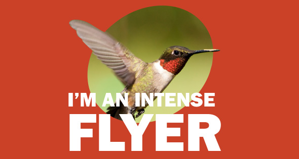 hummingbird.jpg