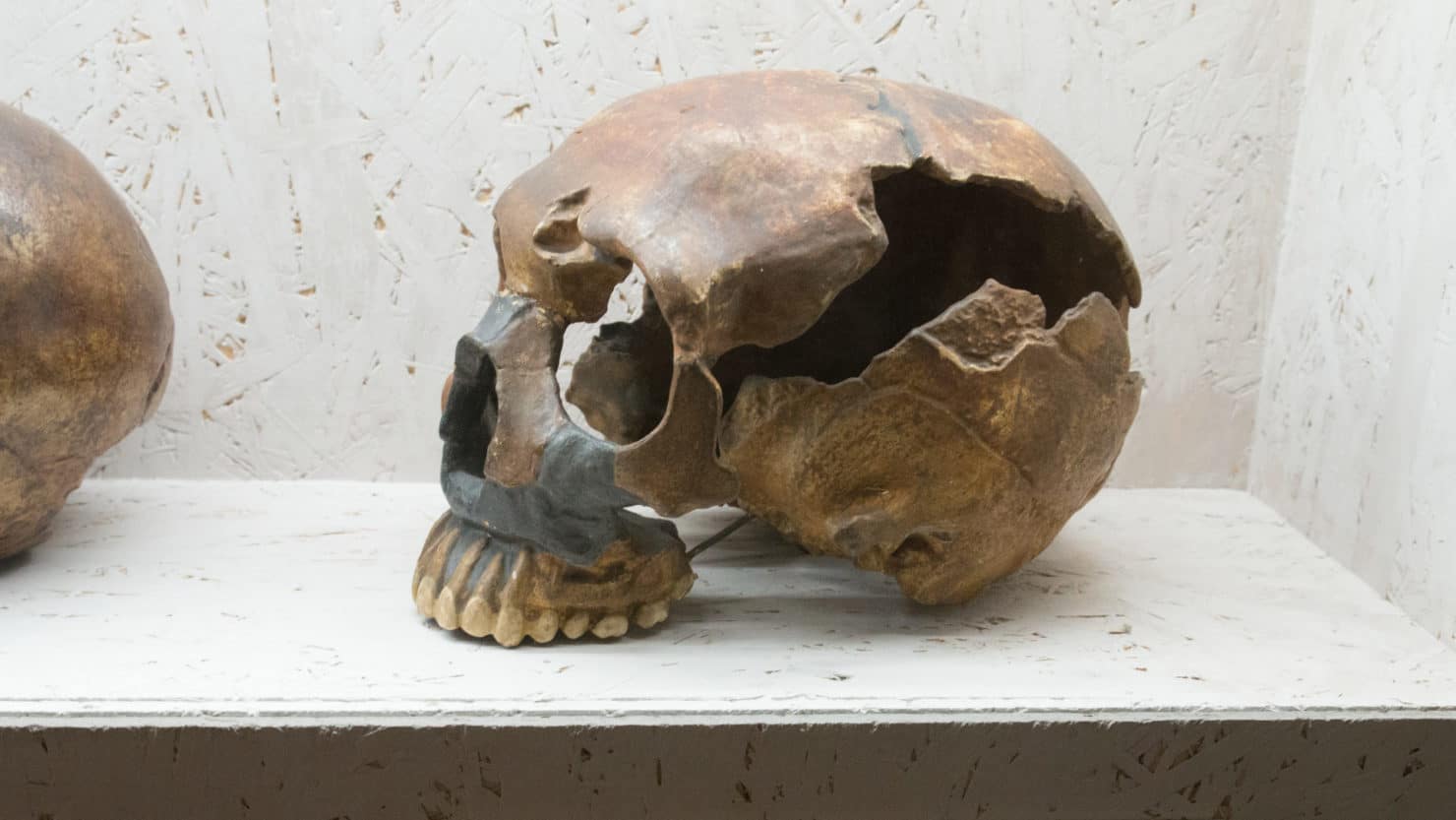 neanderthal-skull-replica-crop-1480x833.jpg