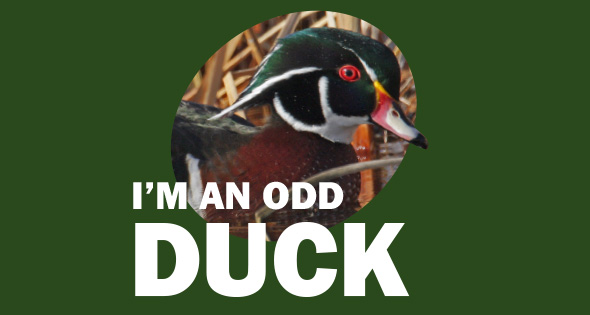 oddduck.jpg