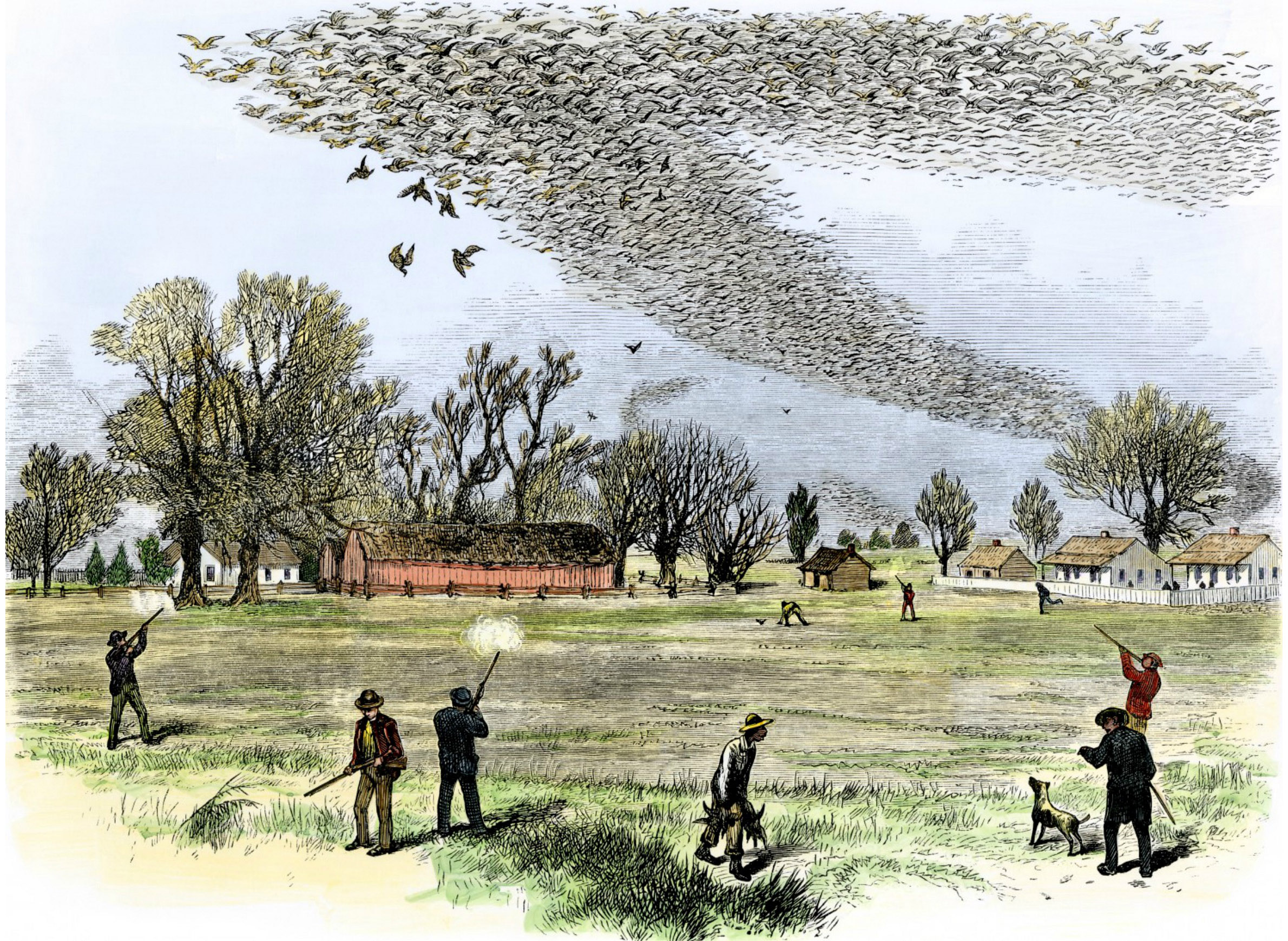 uplace-animals-passengerpigeons-illustration-bennett.jpg