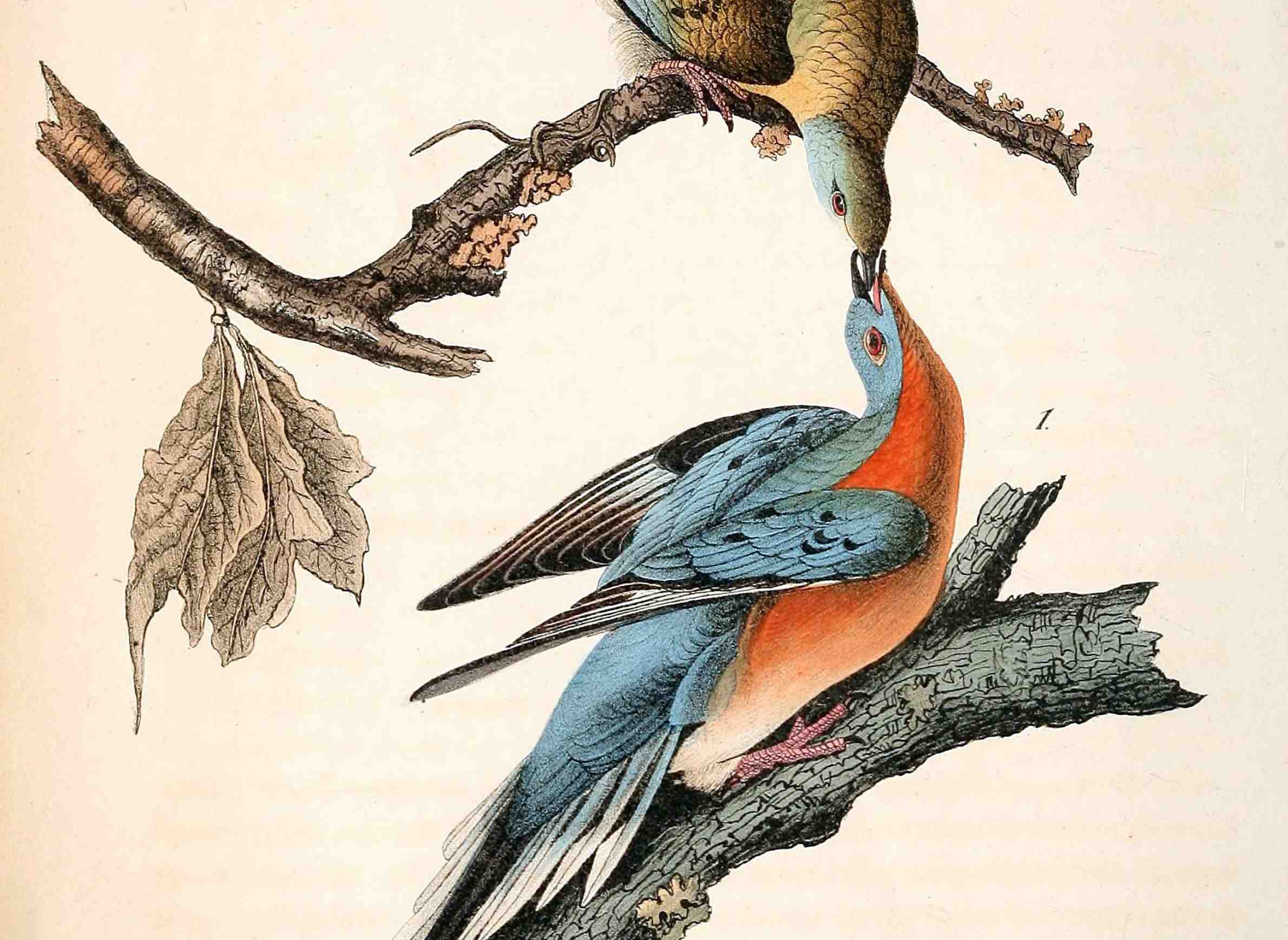uplace-animals-passengerpigeons-mershons-engraving-audubon.jpg