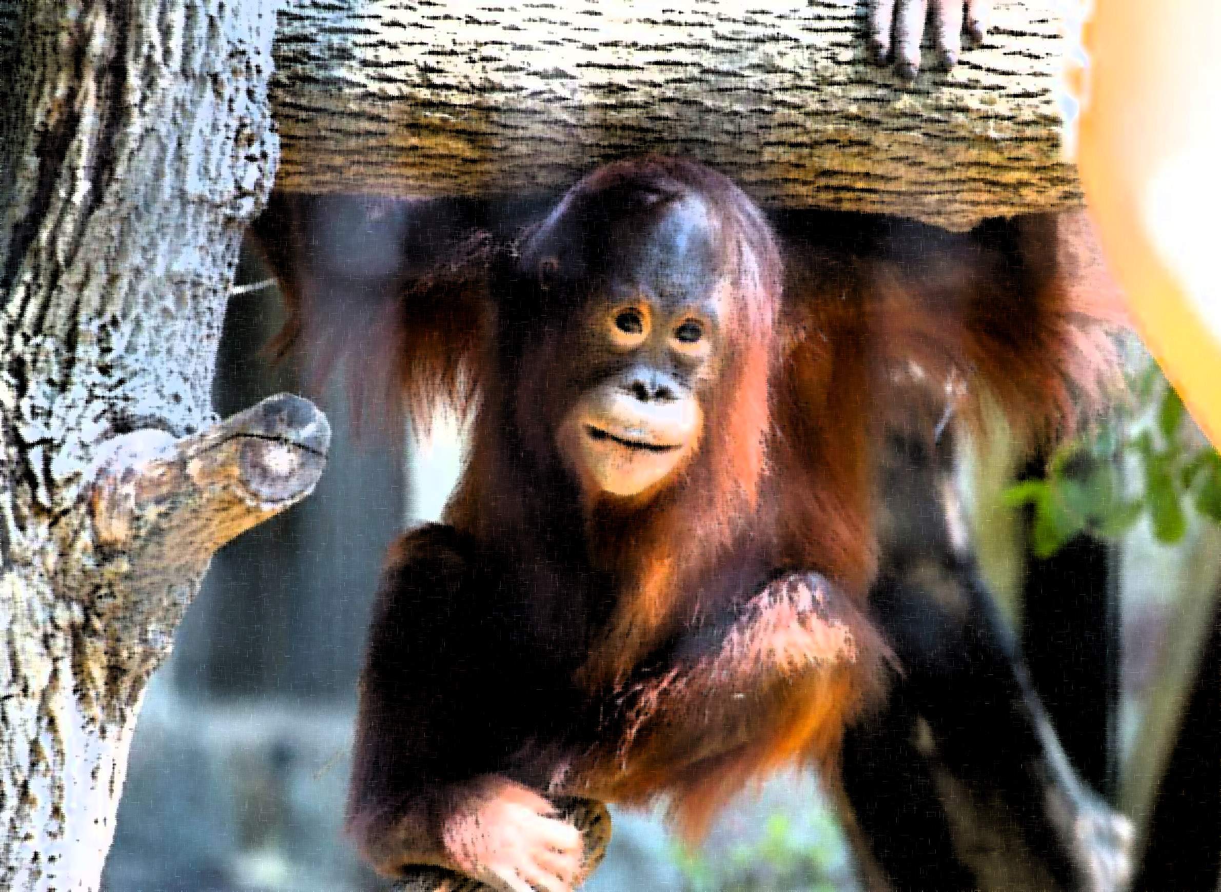 uplace-health-disease-science-animals-zoonotic-orangutan-mahal-illustration.jpg