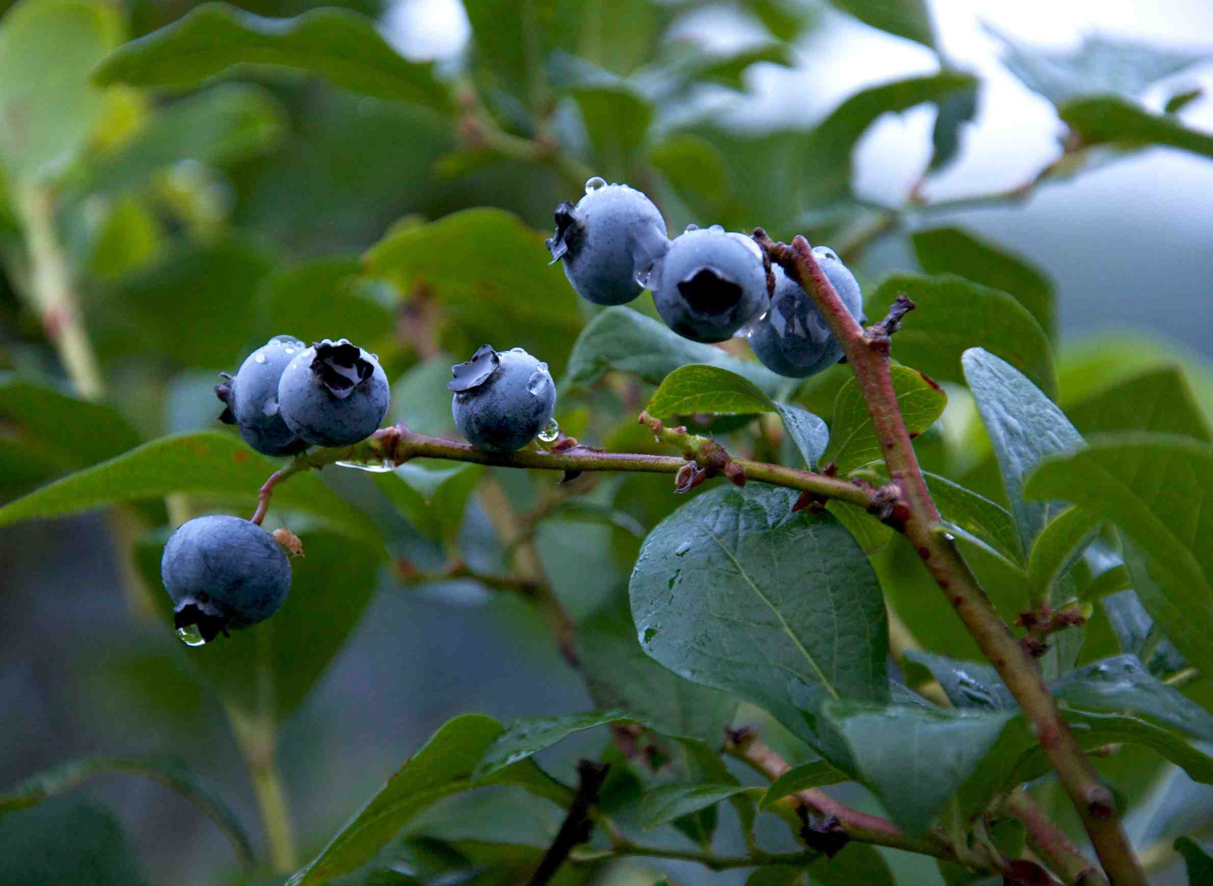wpr-ideas-gardening-blueberries-tips.jpeg