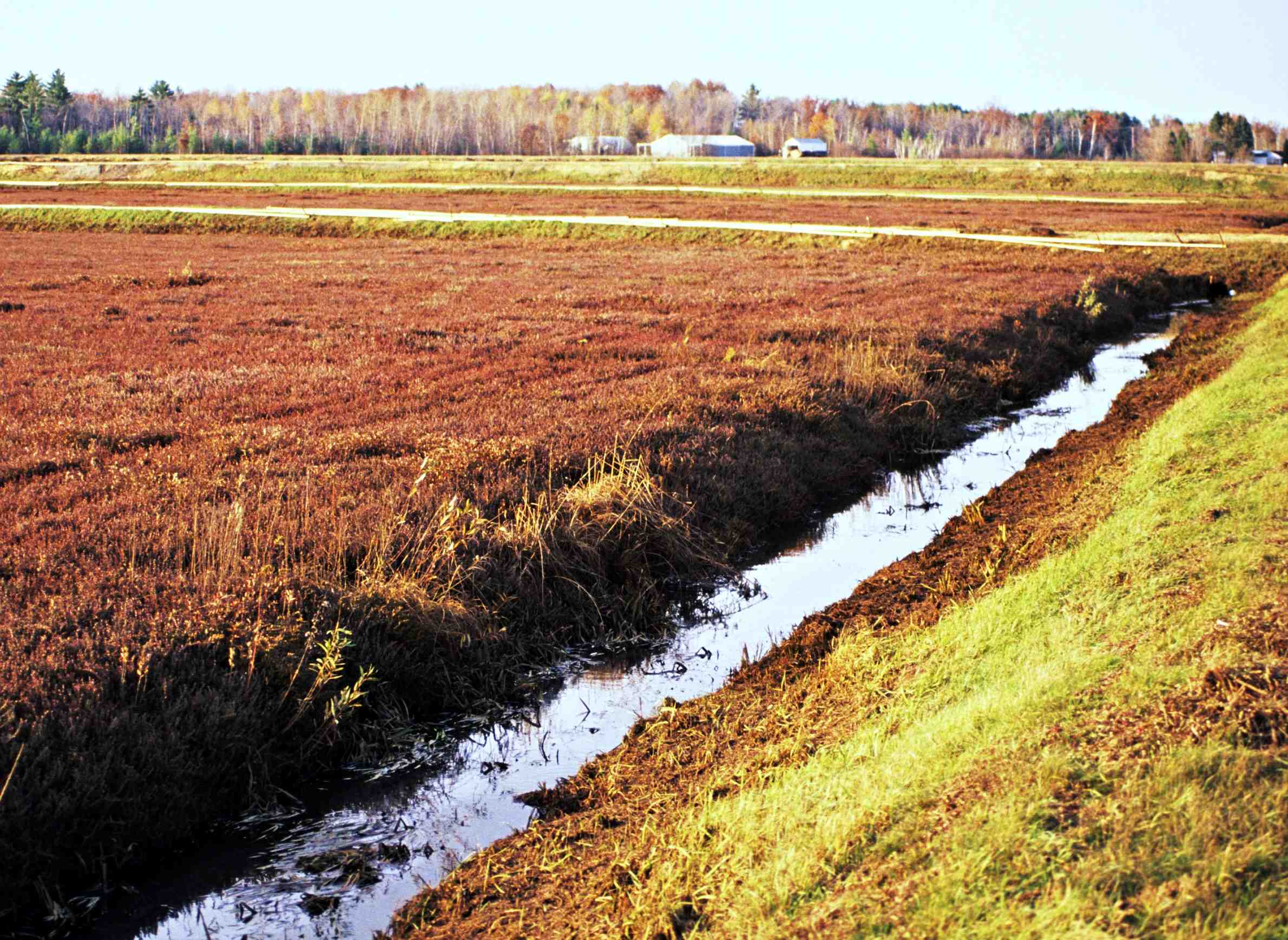 wpr-thewestside-cranberries-field-ditch.jpeg